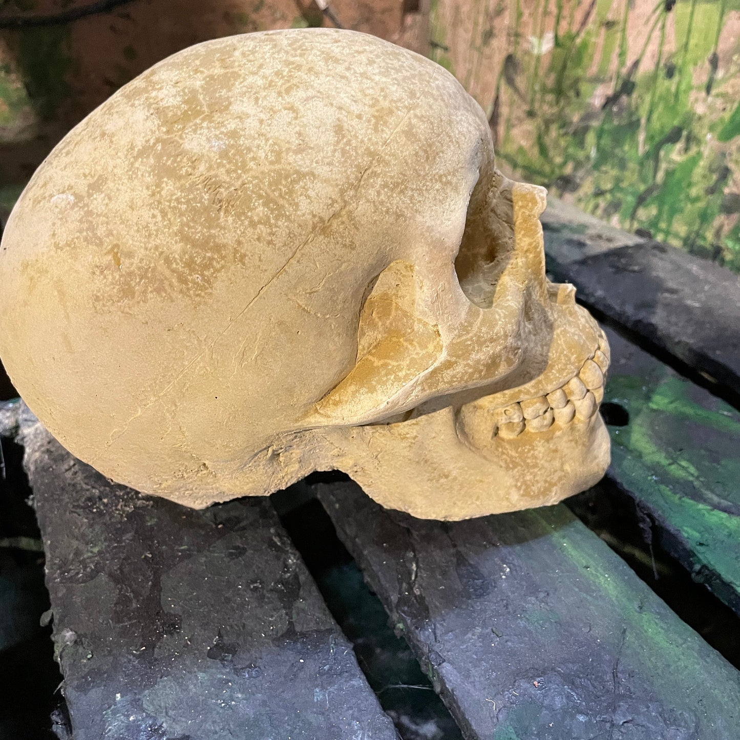 Plain Anatomic/Anatomy Skeleton Skull Vanitas - Memento Mori Goth Art Sculpture - Postmortem Anatomy Curio/Masonic Oddity