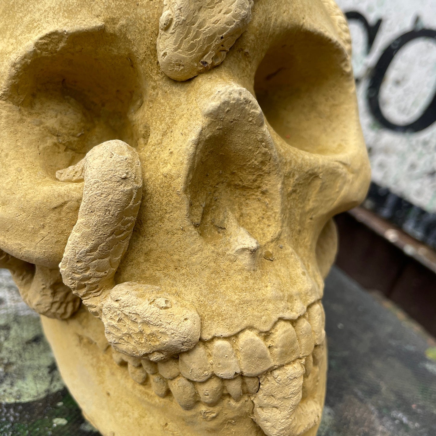 Plain Macabre Gothic Oddity: A Memento Mori Anatomic / Anatomy Skull With Snakes - A Vanitas Sculpture / Death Art Curio