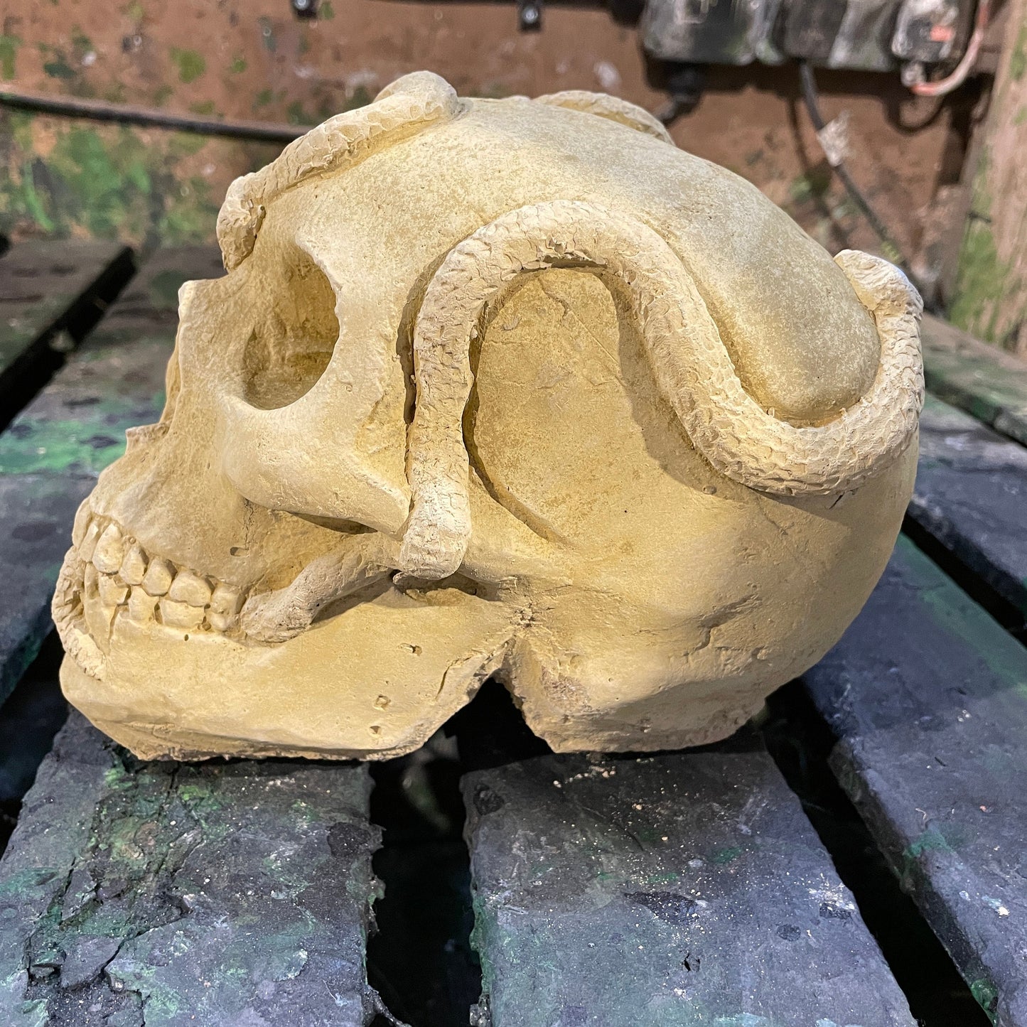 Plain Macabre Gothic Oddity: A Memento Mori Anatomic / Anatomy Skull With Snakes - A Vanitas Sculpture / Death Art Curio