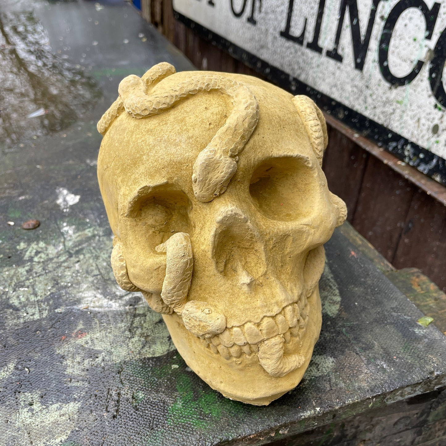 Plain Macabre Gothic Oddity: A Memento Mori Anatomic / Anatomy Skull With Snakes - A Vanitas Sculpture / Death Art Curio