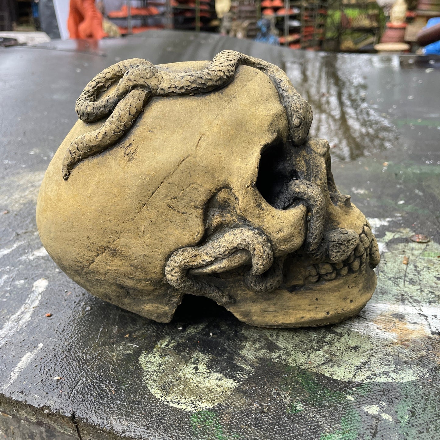 Aged Macabre Gothic Oddity: A Memento Mori Anatomic / Anatomy Skull With Snakes - A Vanitas Sculpture / Death Art Curio