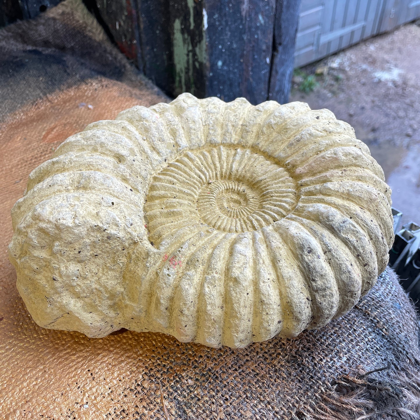 Plain Grand Tour Natural History Sculpture - A Faux Jurassic Ammonite Fossil As A Victorian Curio