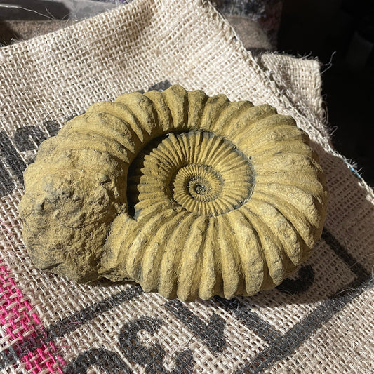 Aged Grand Tour Natural History Sculpture - A Faux Jurassic Ammonite Fossil As A Victorian Curio