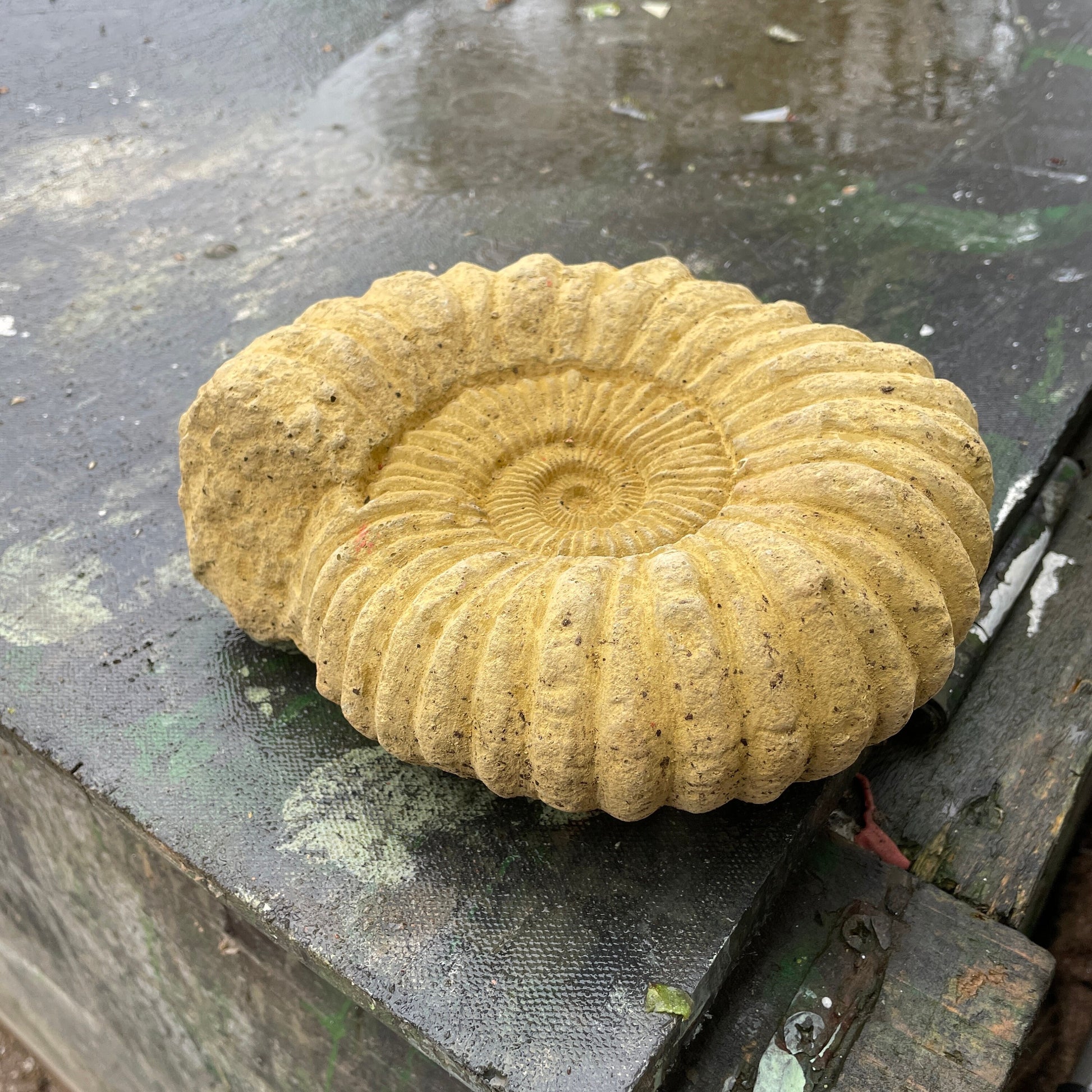 Plain Grand Tour Natural History Sculpture - A Faux Jurassic Ammonite Fossil As A Victorian Curio