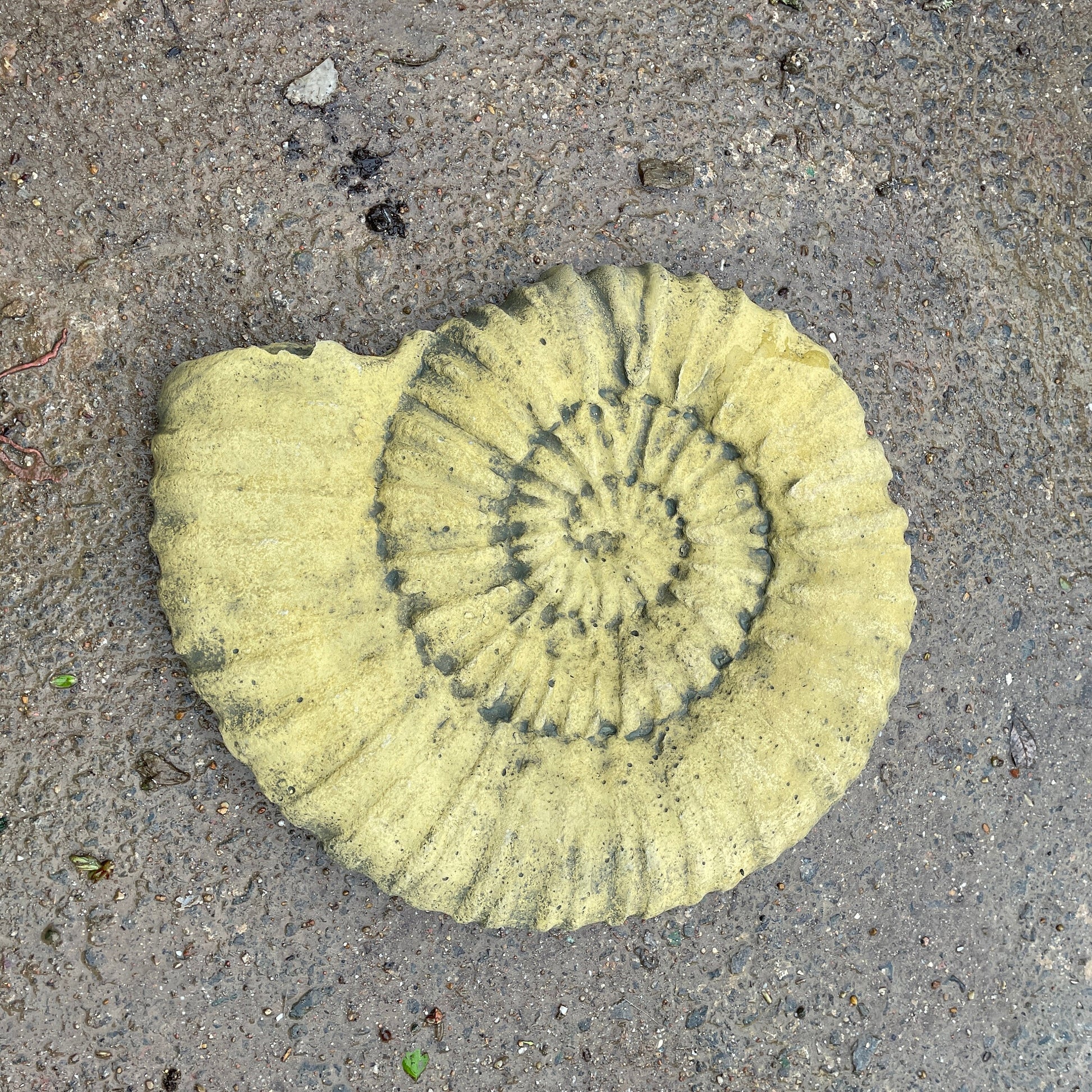 Aged Grand Tour Natural History Hanging Sculpture / Stepping Stone - A Faux Jurassic Ammonite Fossil As A Victorian Curio