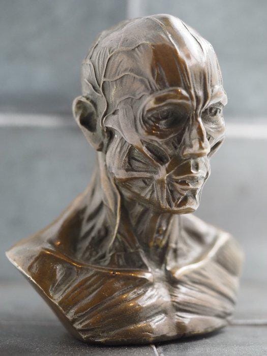 Metal Cast Bronze Écorché - Anatomy/Anatomical Medical Bust - A Vanitas - A Memento Mori & Gothic Themed Art Foundry Cast Sculpture