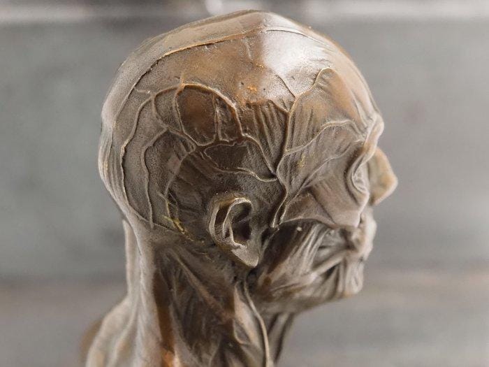 Metal Cast Bronze Écorché - Anatomy/Anatomical Medical Bust - A Vanitas - A Memento Mori & Gothic Themed Art Foundry Cast Sculpture