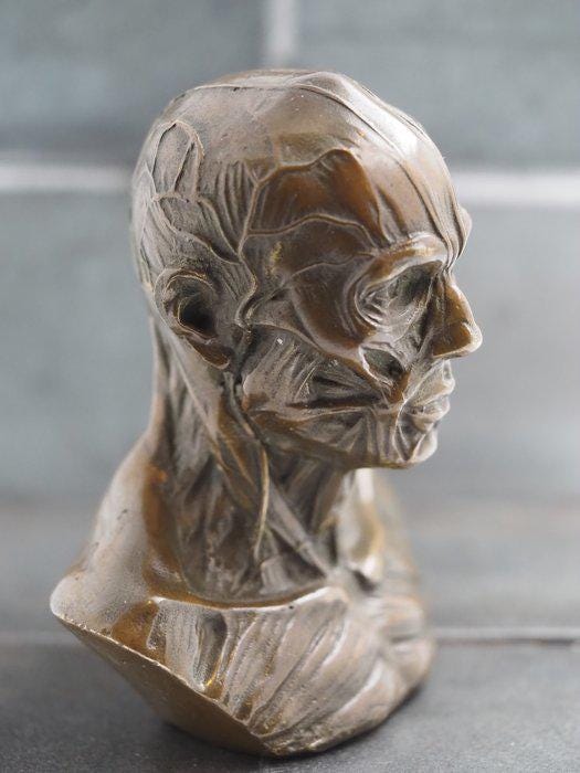 Metal Cast Bronze Écorché - Anatomy/Anatomical Medical Bust - A Vanitas - A Memento Mori & Gothic Themed Art Foundry Cast Sculpture