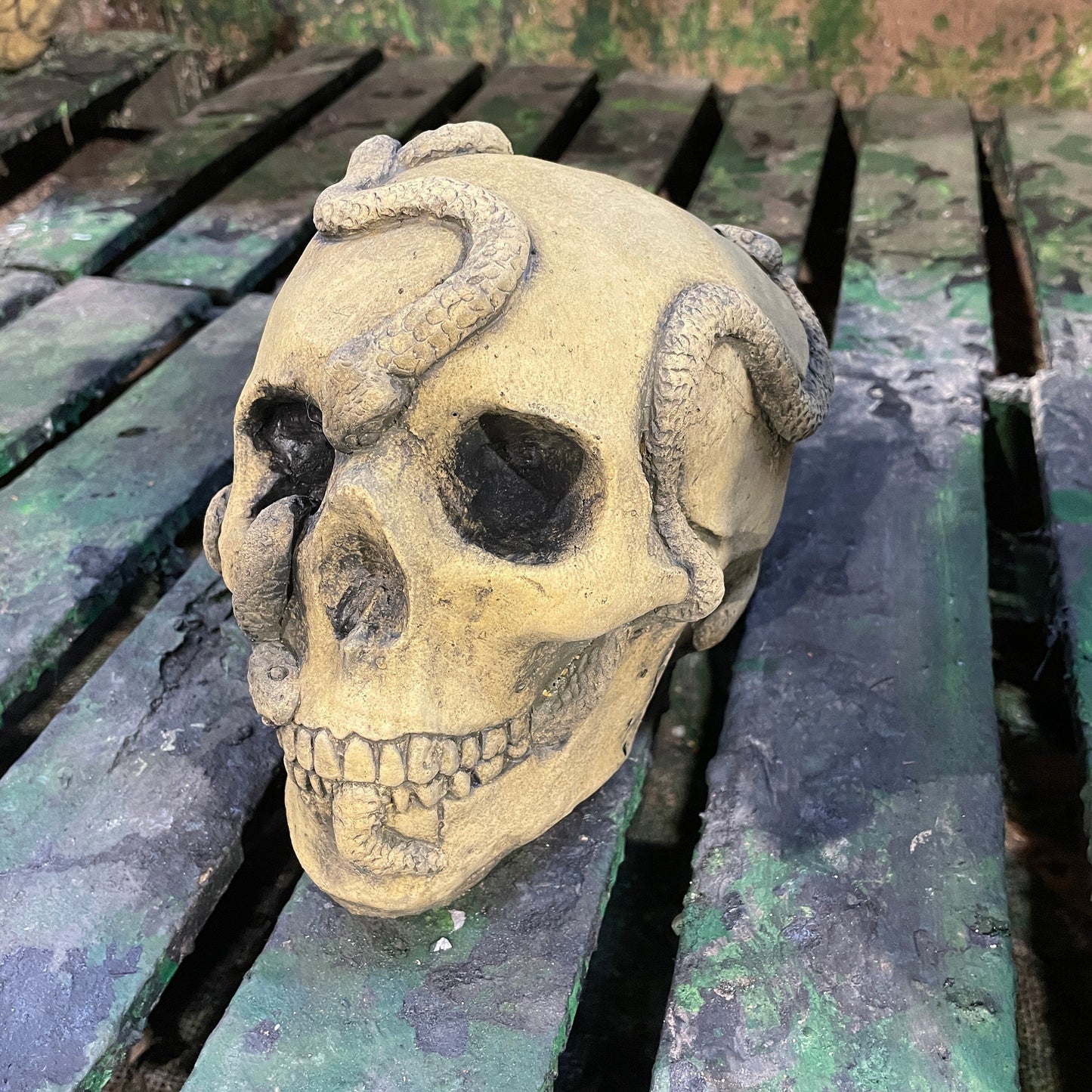 Aged Macabre Gothic Oddity: A Memento Mori Anatomic / Anatomy Skull With Snakes - A Vanitas Sculpture / Death Art Curio
