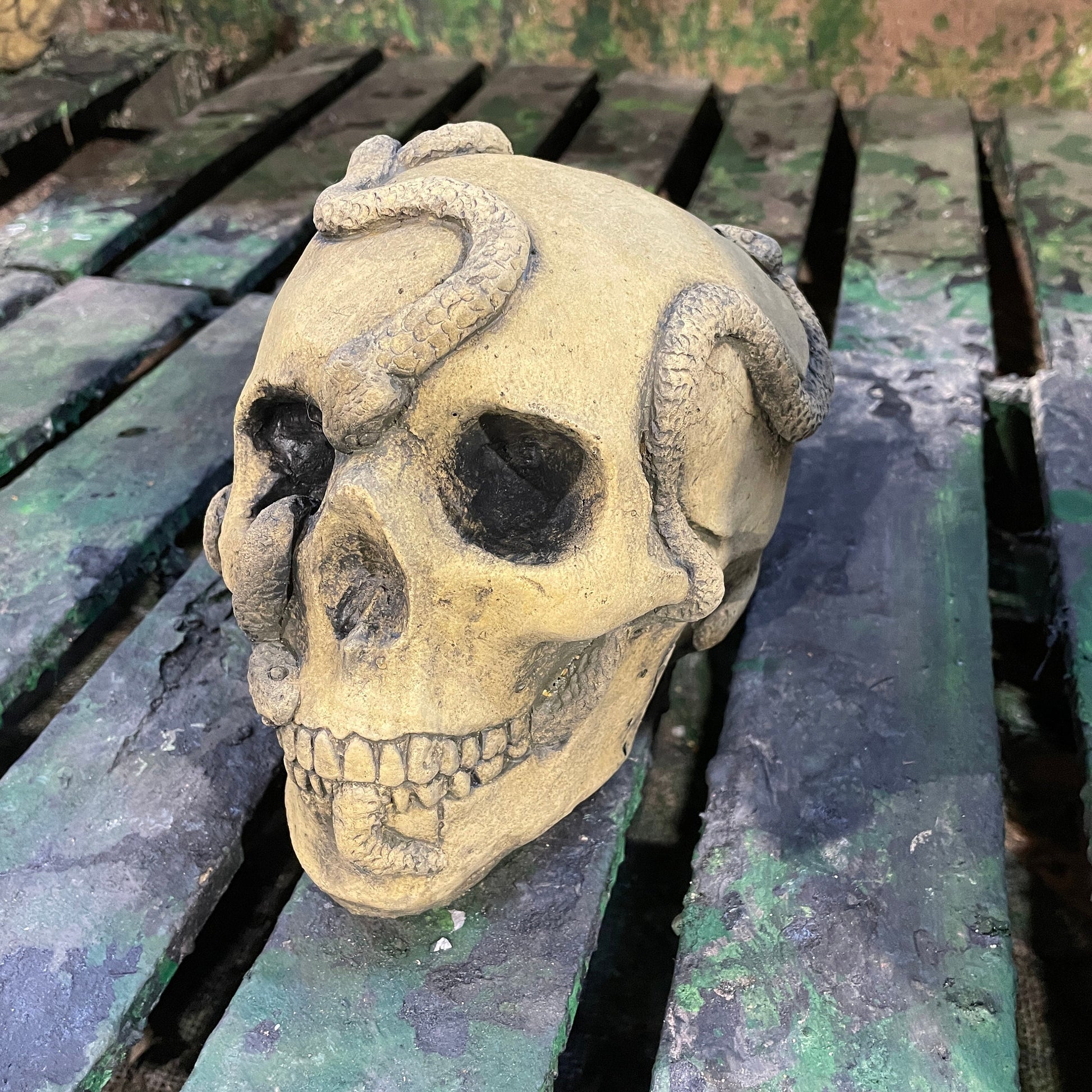 Aged Macabre Gothic Oddity: A Memento Mori Anatomic / Anatomy Skull With Snakes - A Vanitas Sculpture / Death Art Curio