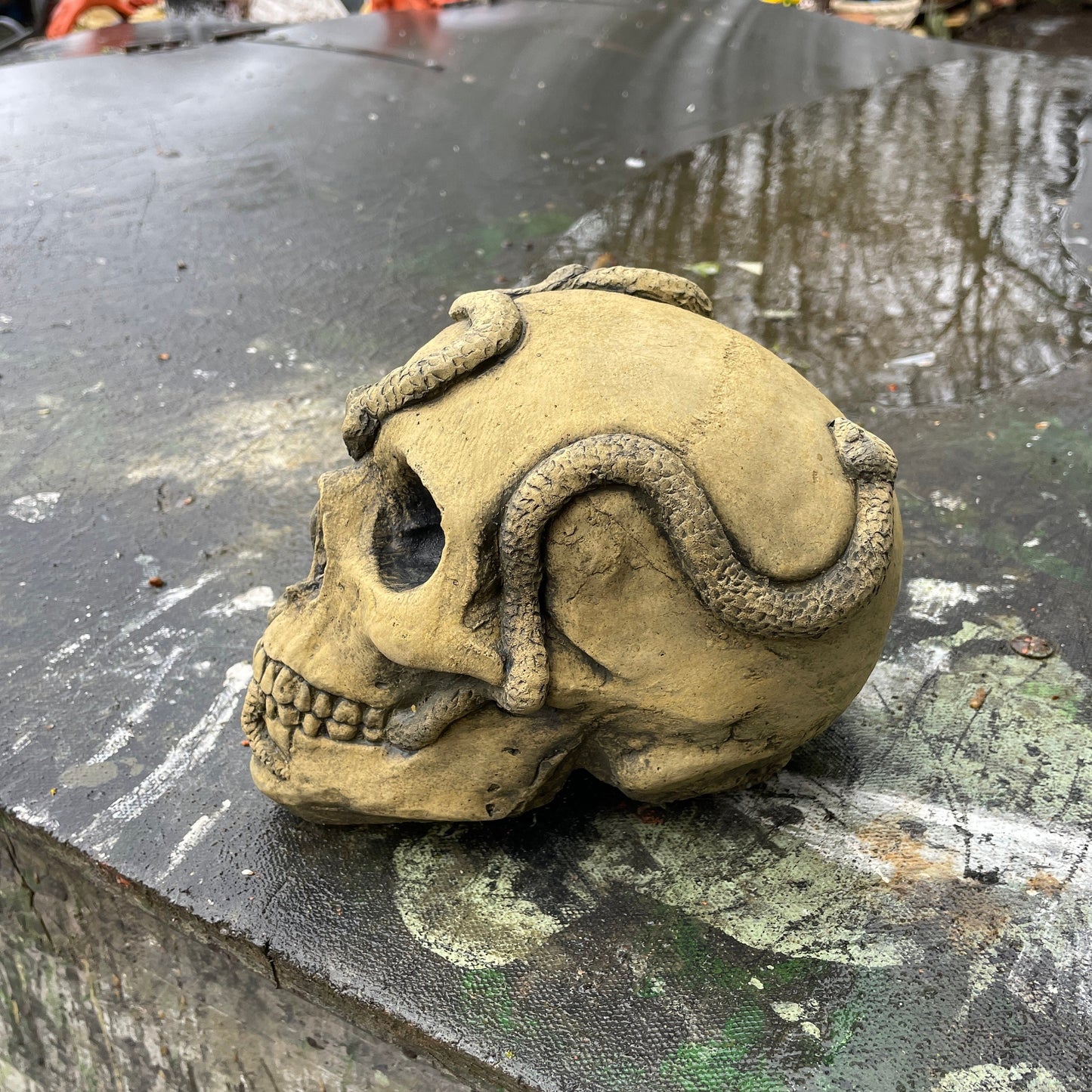 Aged Macabre Gothic Oddity: A Memento Mori Anatomic / Anatomy Skull With Snakes - A Vanitas Sculpture / Death Art Curio