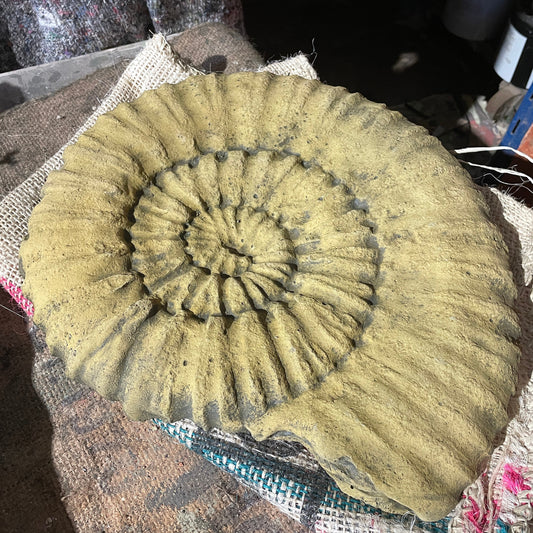 Aged Grand Tour Natural History Hanging Sculpture / Stepping Stone - A Faux Jurassic Ammonite Fossil As A Victorian Curio
