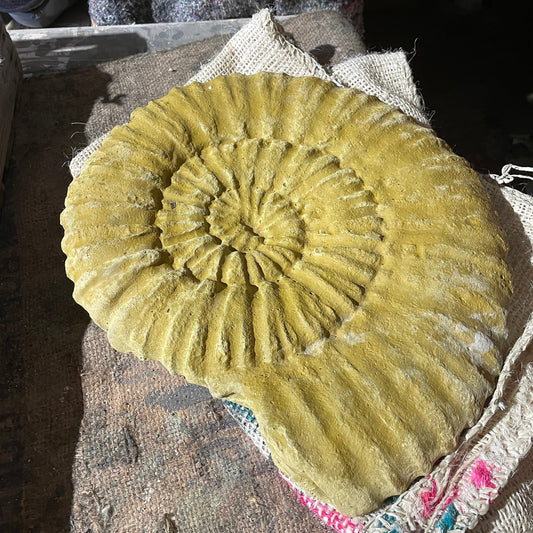 Plain Grand Tour Natural History Hanging Sculpture / Stepping Stone - A Faux Jurassic Ammonite Fossil As A Victorian Curio