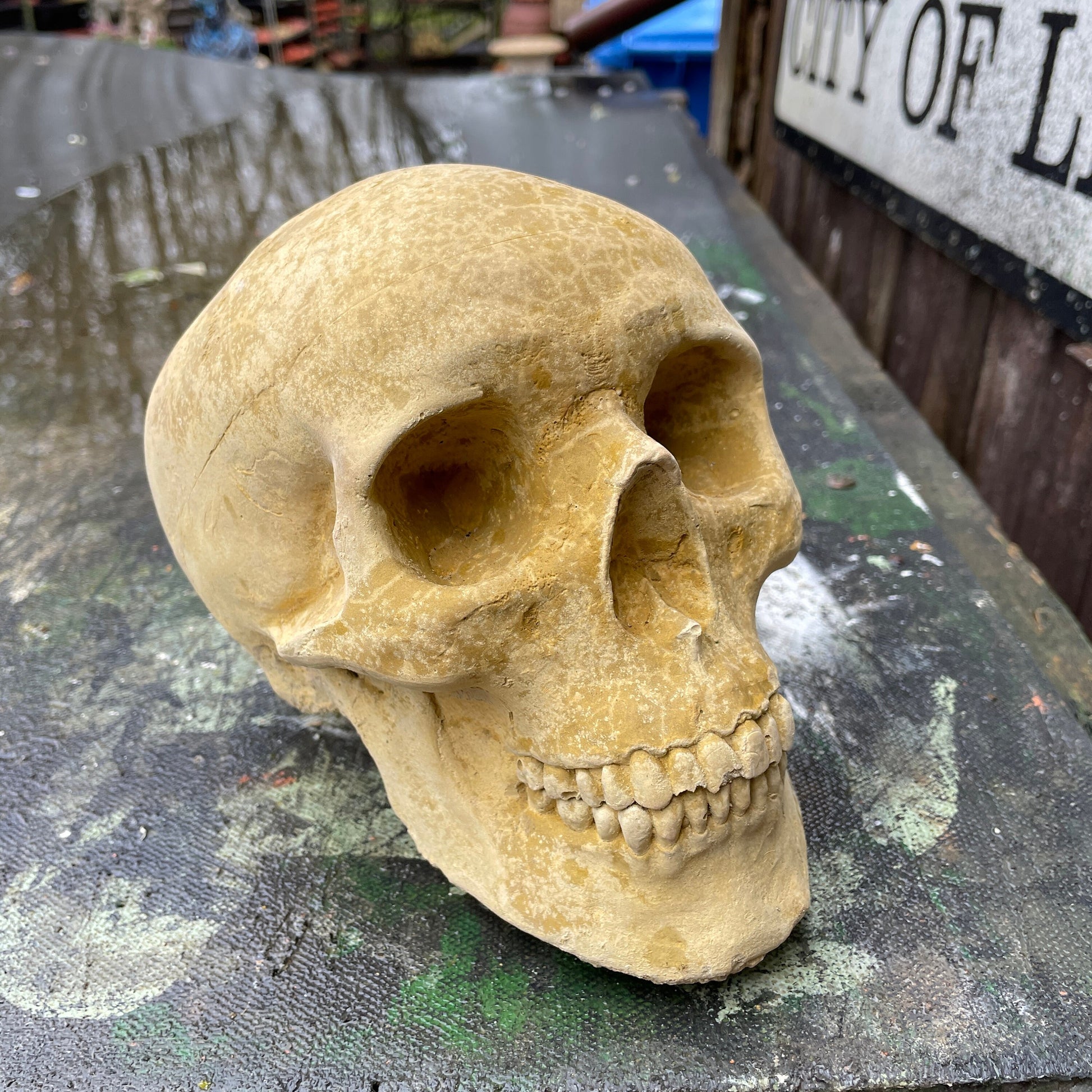 Plain Anatomic/Anatomy Skeleton Skull Vanitas - Memento Mori Goth Art Sculpture - Postmortem Anatomy Curio/Masonic Oddity