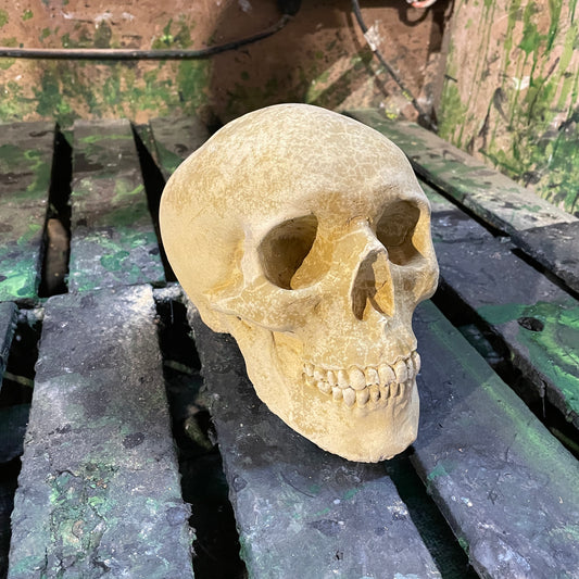 Plain Anatomic/Anatomy Skeleton Skull Vanitas - Memento Mori Goth Art Sculpture - Postmortem Anatomy Curio/Masonic Oddity