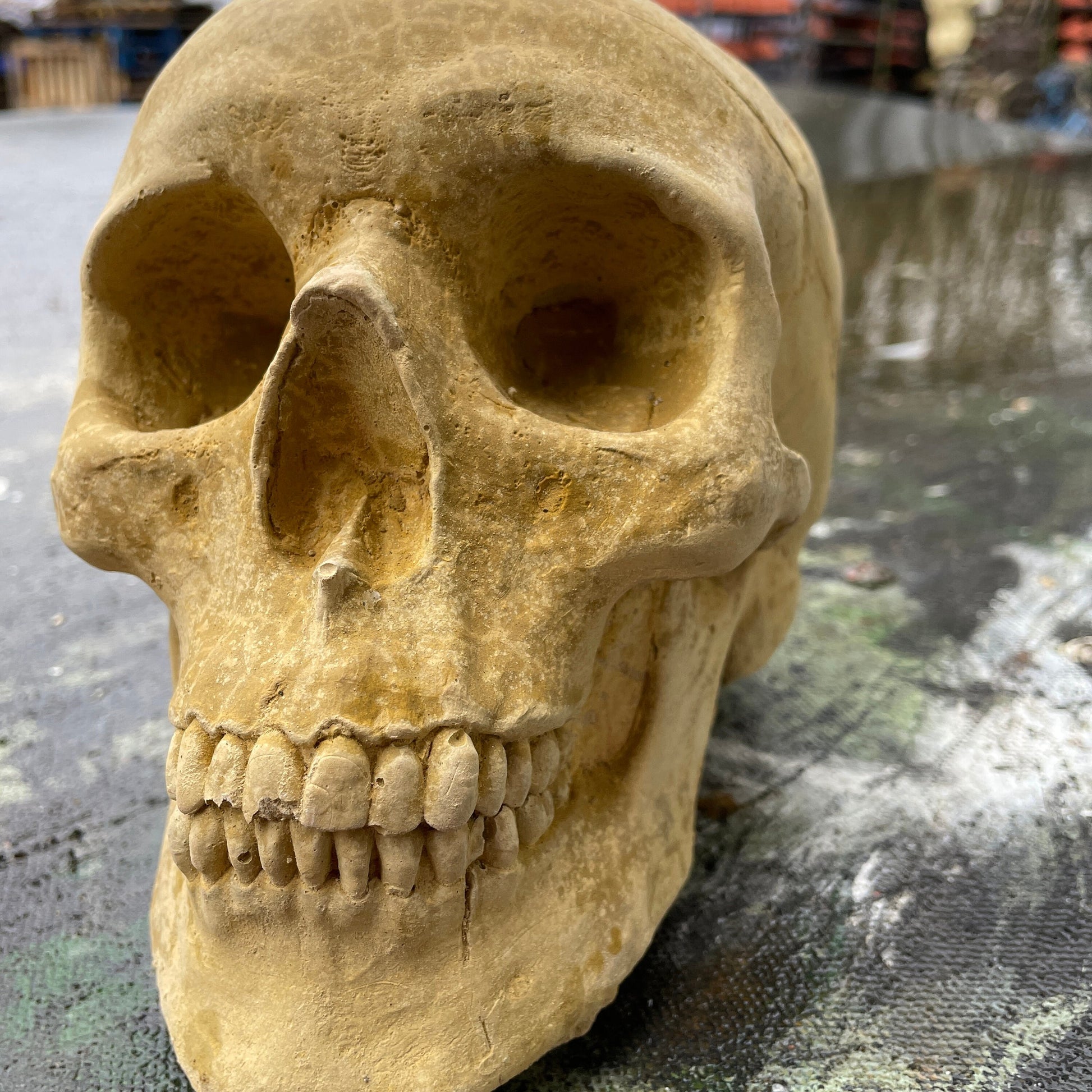 Plain Anatomic/Anatomy Skeleton Skull Vanitas - Memento Mori Goth Art Sculpture - Postmortem Anatomy Curio/Masonic Oddity