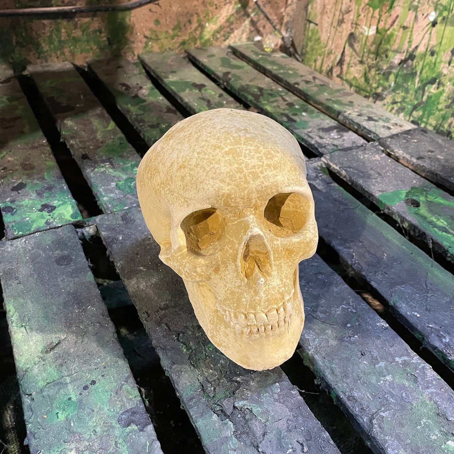 Plain Anatomic/Anatomy Skeleton Skull Vanitas - Memento Mori Goth Art Sculpture - Postmortem Anatomy Curio/Masonic Oddity