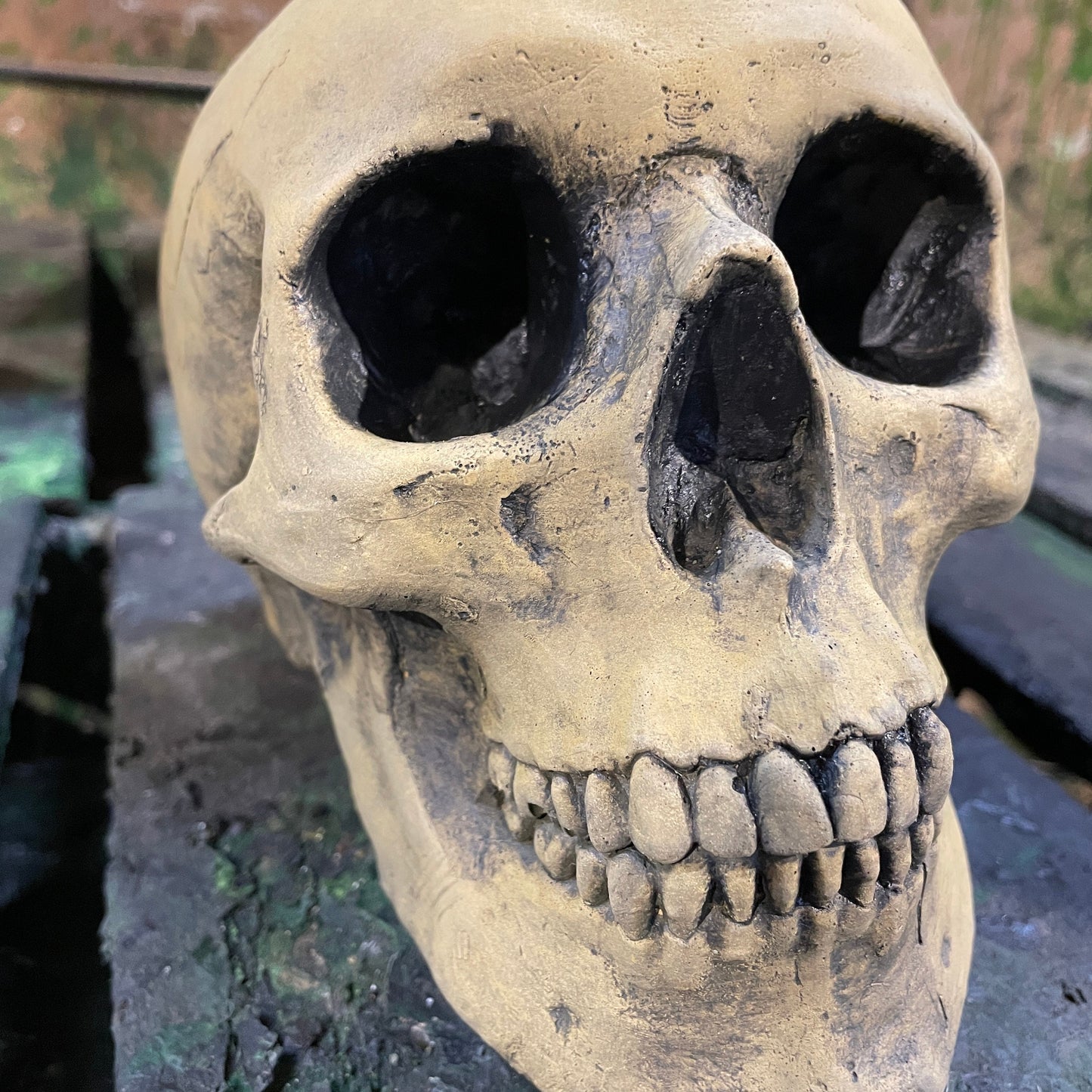 Aged Anatomic/Anatomy Skeleton Skull Vanitas - Memento Mori Goth Art Sculpture - Postmortem Anatomy Curio/Masonic Oddity