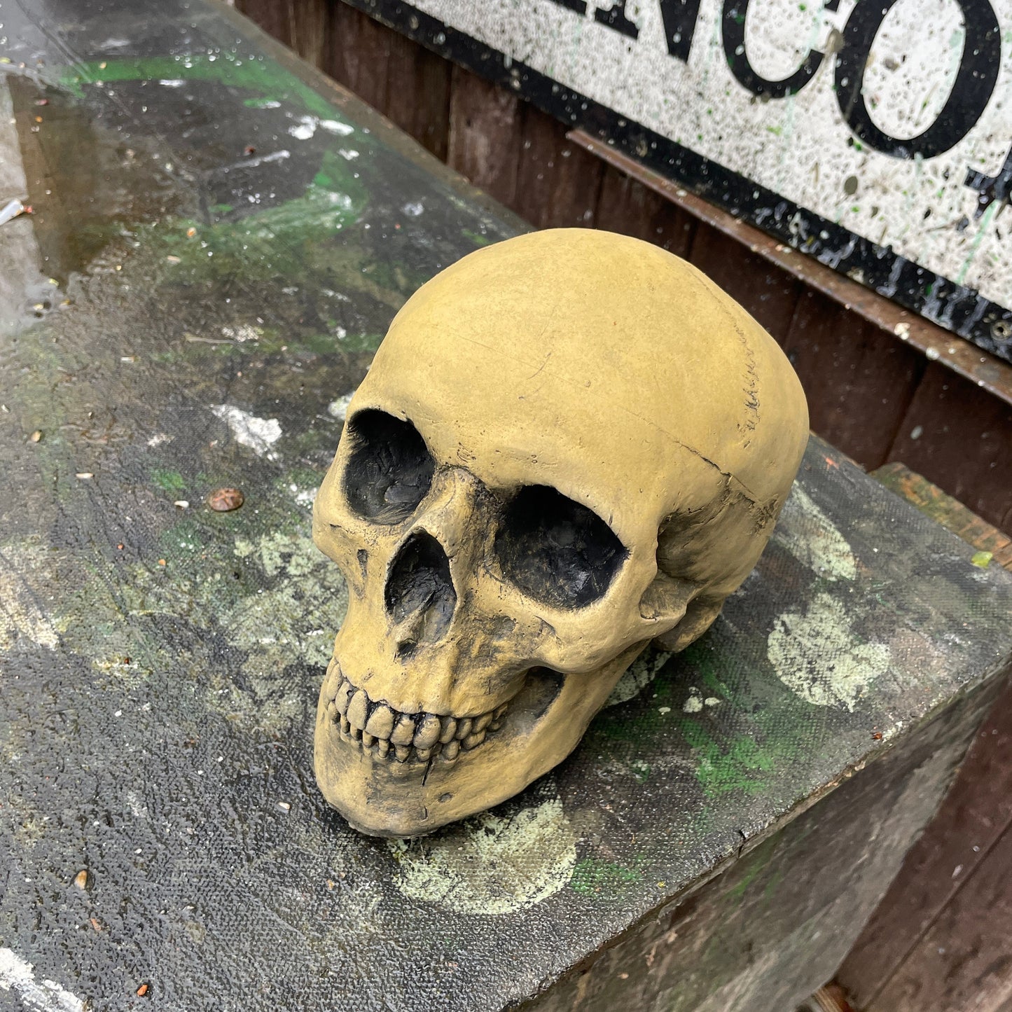 Aged Anatomic/Anatomy Skeleton Skull Vanitas - Memento Mori Goth Art Sculpture - Postmortem Anatomy Curio/Masonic Oddity
