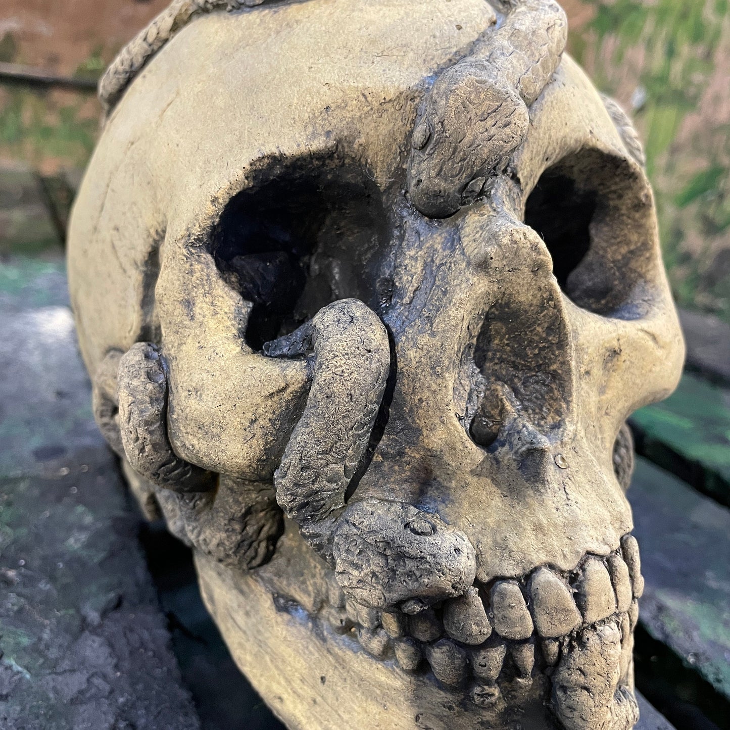 Aged Macabre Gothic Oddity: A Memento Mori Anatomic / Anatomy Skull With Snakes - A Vanitas Sculpture / Death Art Curio