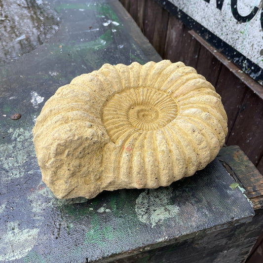 Plain Grand Tour Natural History Sculpture - A Faux Jurassic Ammonite Fossil As A Victorian Curio