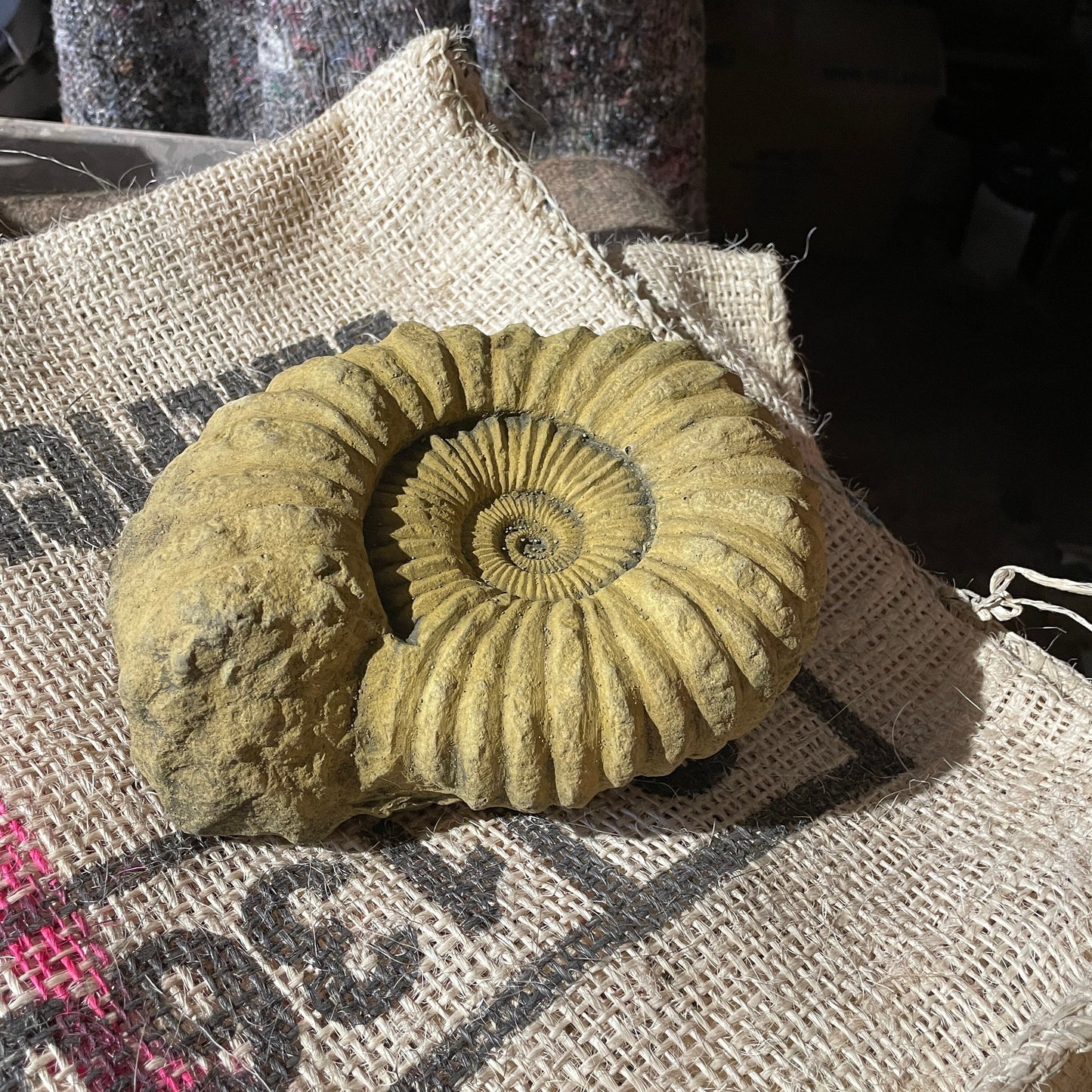 Aged Grand Tour Natural History Sculpture - A Faux Jurassic Ammonite Fossil As A Victorian Curio