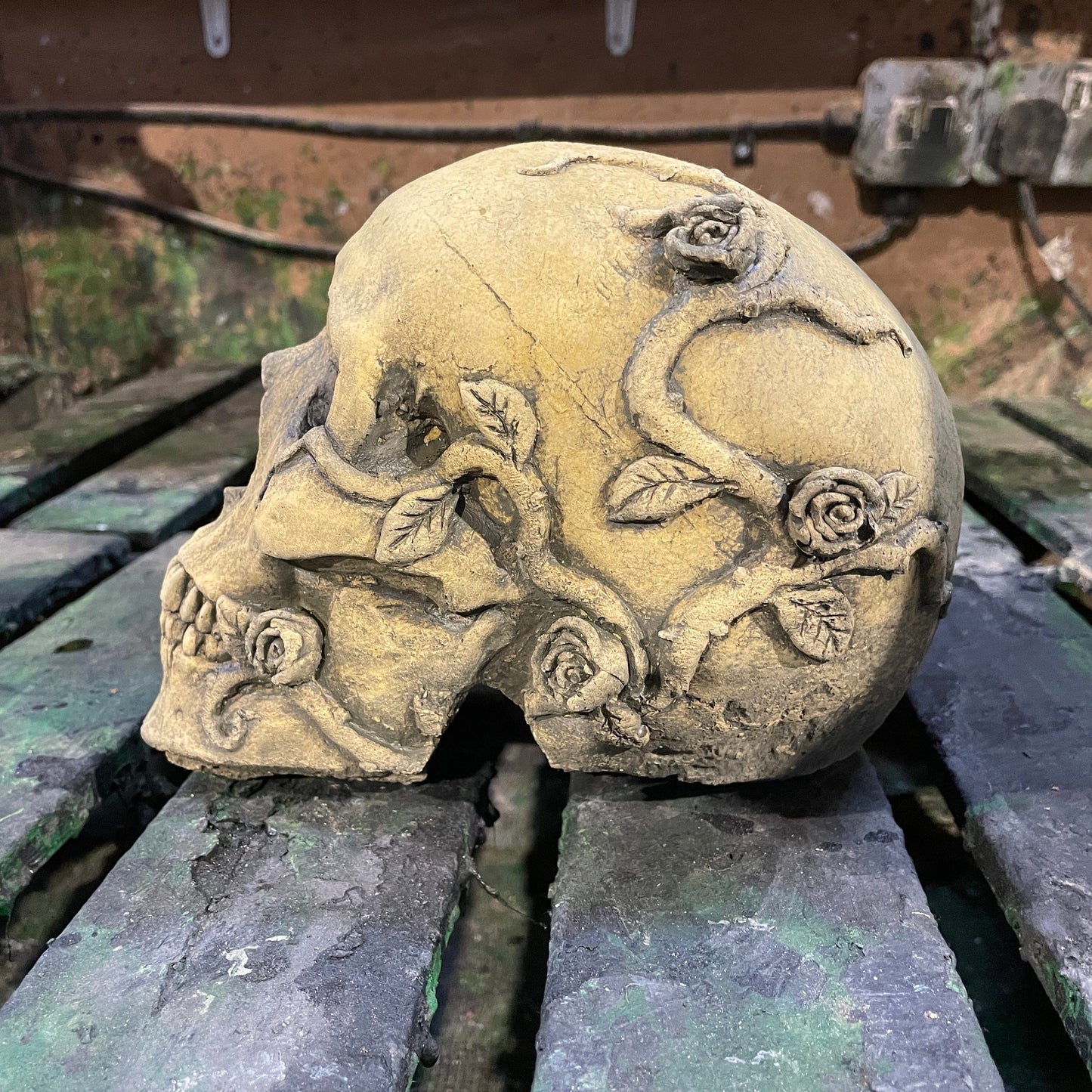 Aged Macabre Gothic Oddity: A Memento Mori Anatomic / Anatomy Skull With Vines & Roses - A Vanitas Sculpture / Death Art Curio