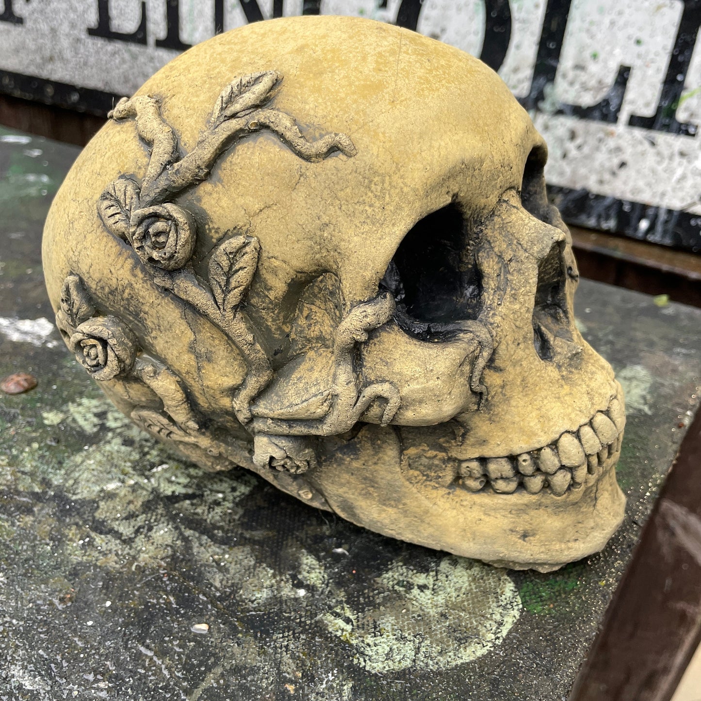 Aged Macabre Gothic Oddity: A Memento Mori Anatomic / Anatomy Skull With Vines & Roses - A Vanitas Sculpture / Death Art Curio